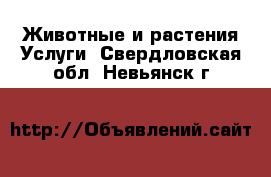 Животные и растения Услуги. Свердловская обл.,Невьянск г.